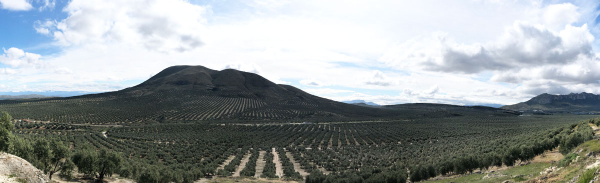 Aceite de oliva de Jaén