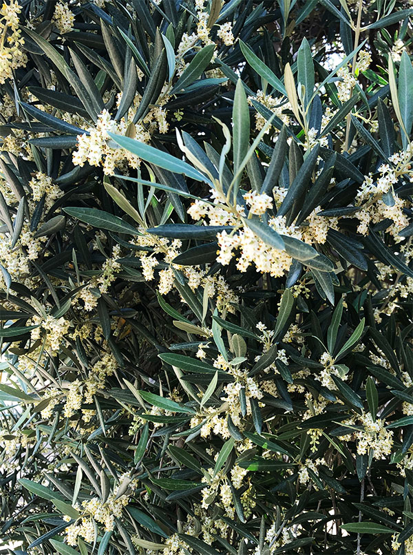 El olivo en floración